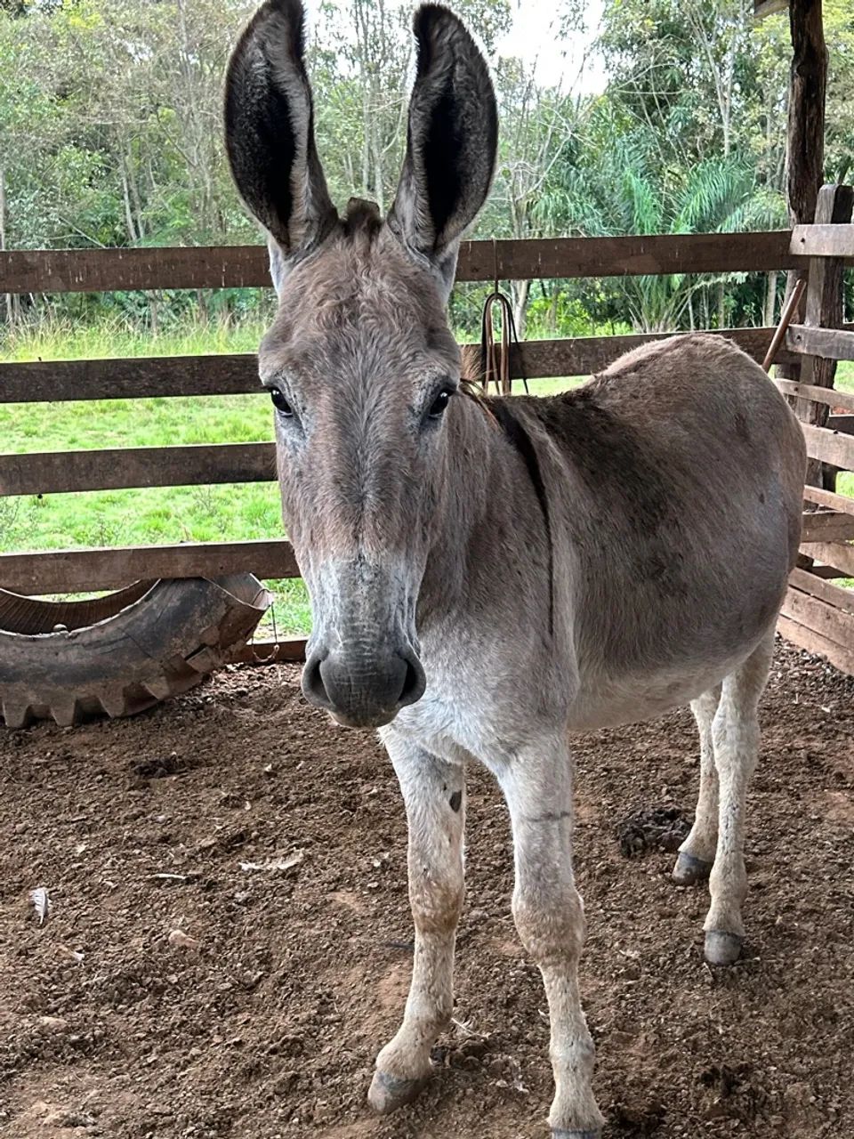 Na de colocar na baia ainda cresce muito novinho  - Foto 3