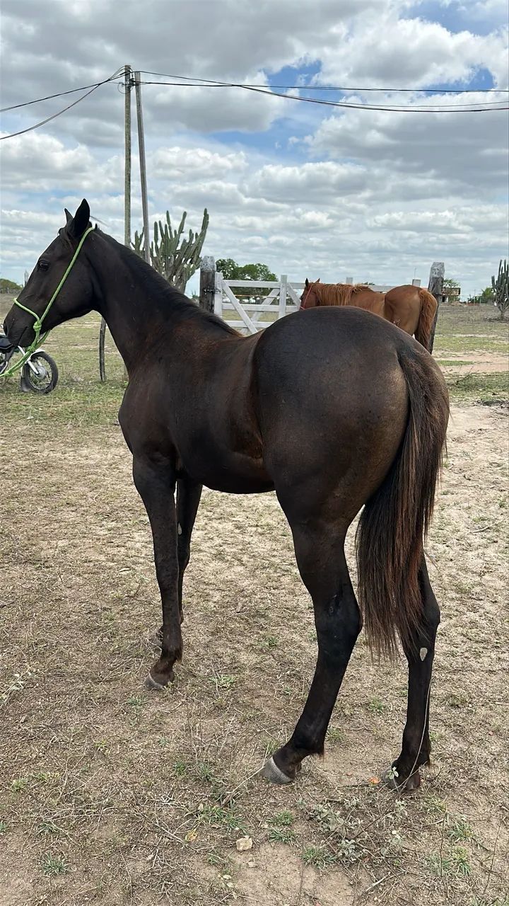 Oportunidade!! Potra QUARTO DE MILHA PRETA registrada  - Foto 6