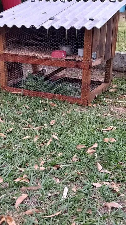 Gaiola  em madeira - Foto 4