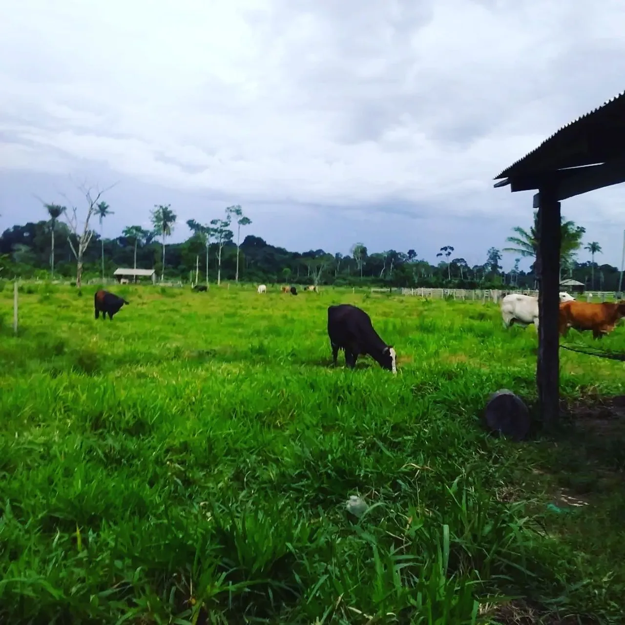 Vende-se este sítio 40km da capital Porto Velho sentido Candeias do Jamari Rondônia