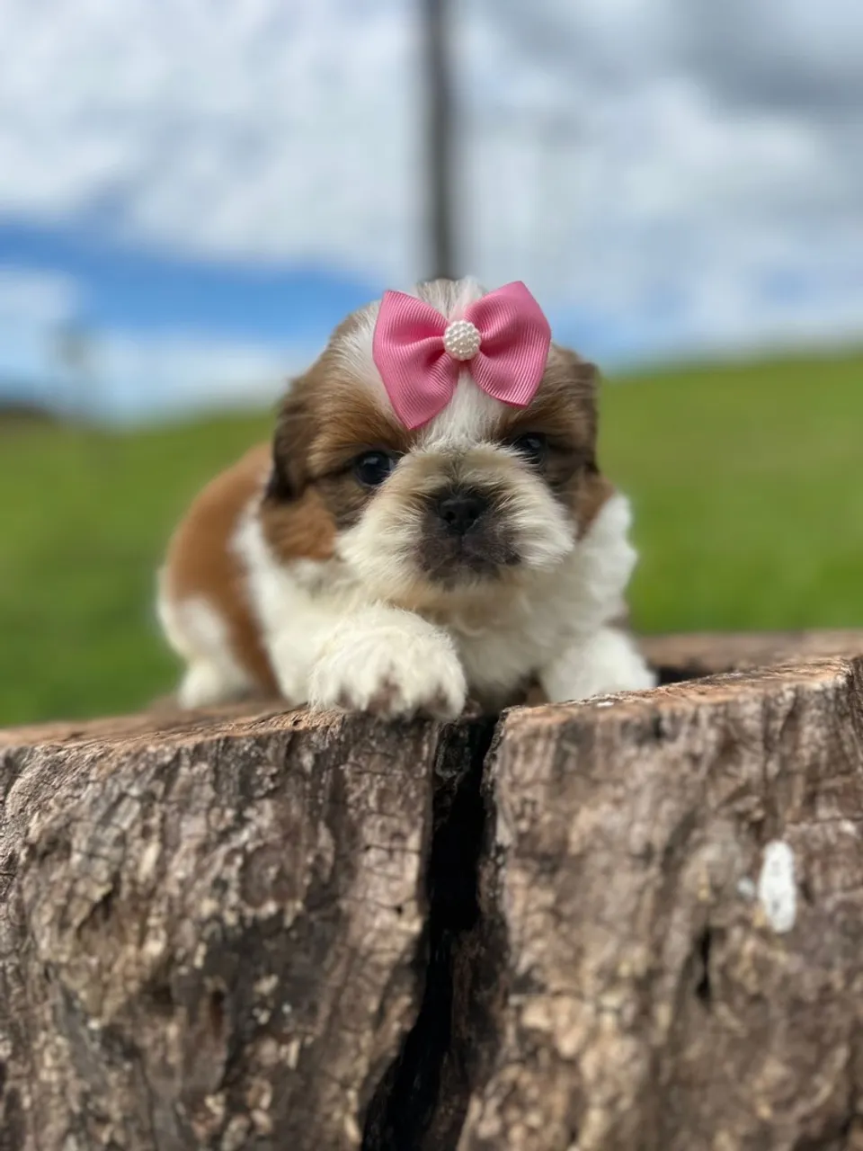Mini Shihtzu fêmea perfeita!!