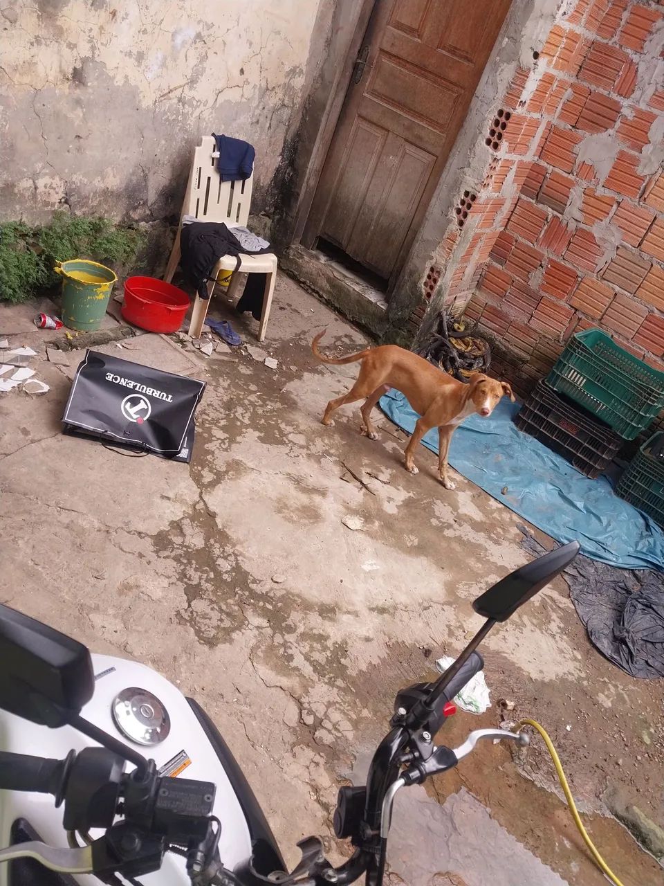 Doação responsável  - Foto 4