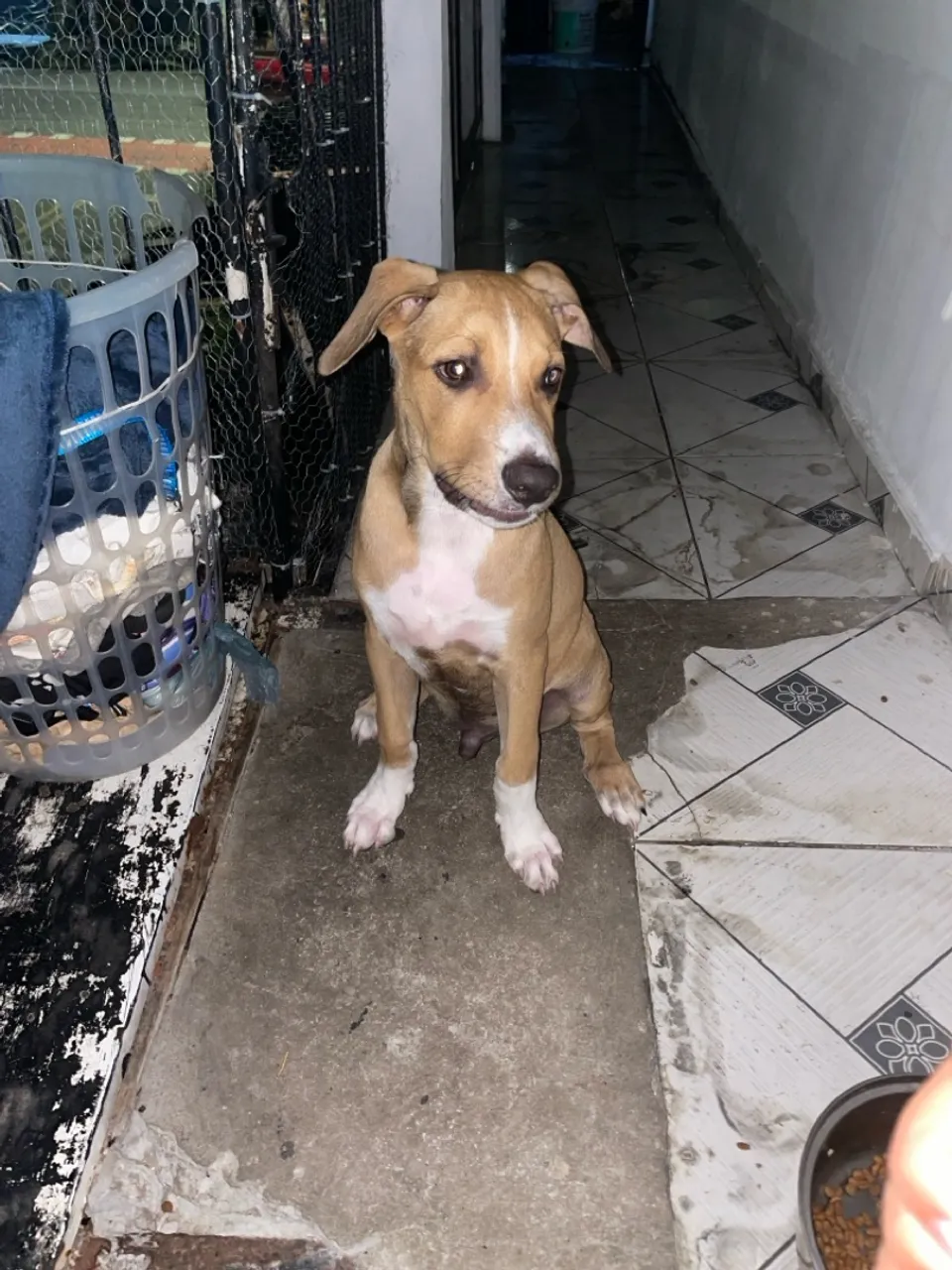 Ele é misturado de Pitbull e americano