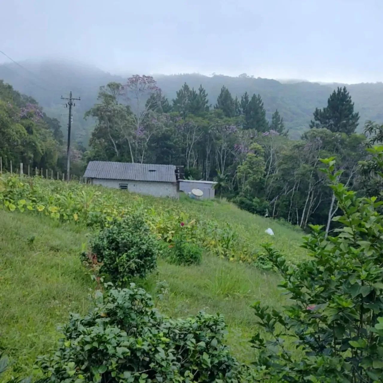 Sítio com casa e pomar em área verde - Foto 2