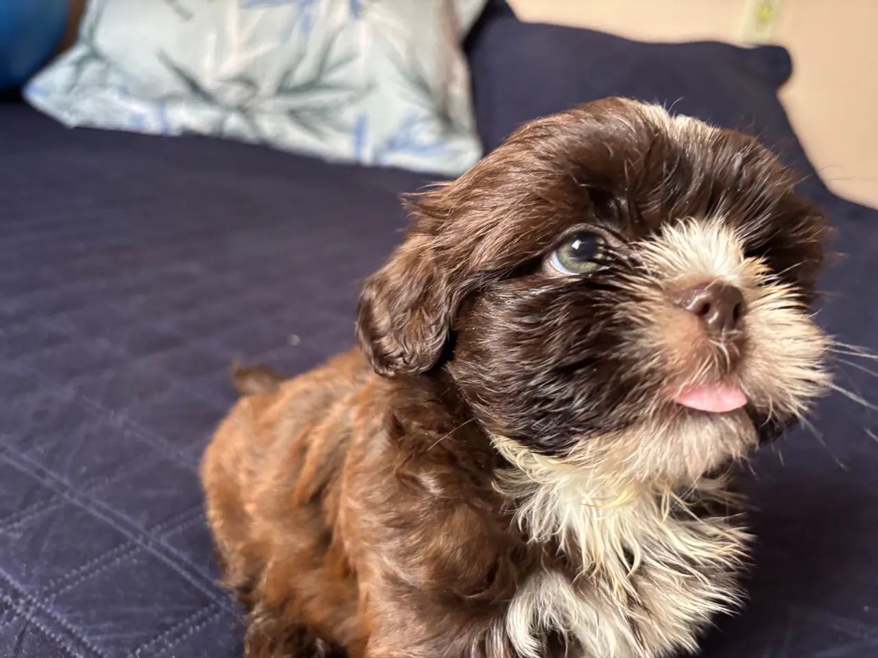 Shitzu filhote disponíveis  - Foto 2