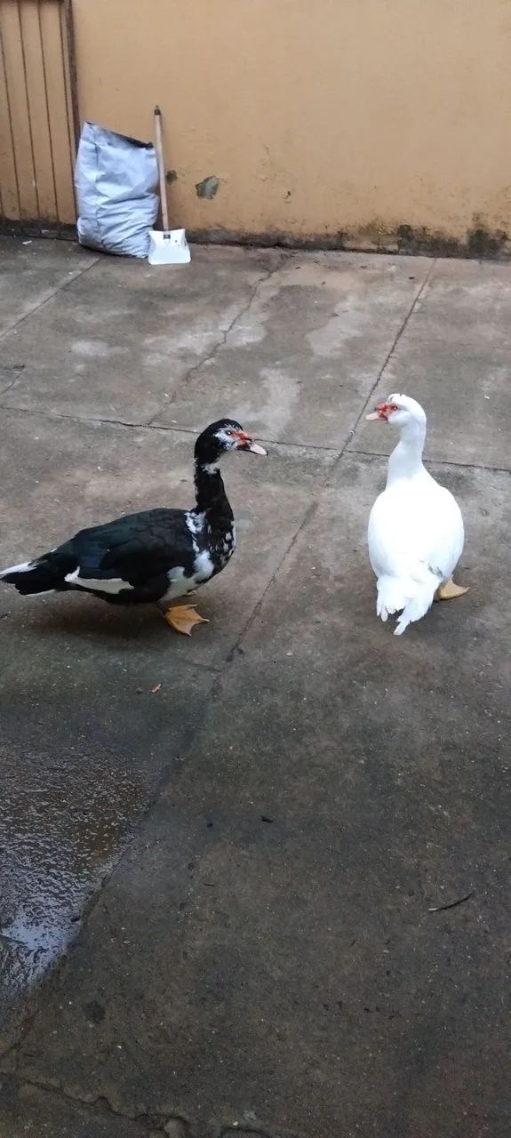 Patos a venda