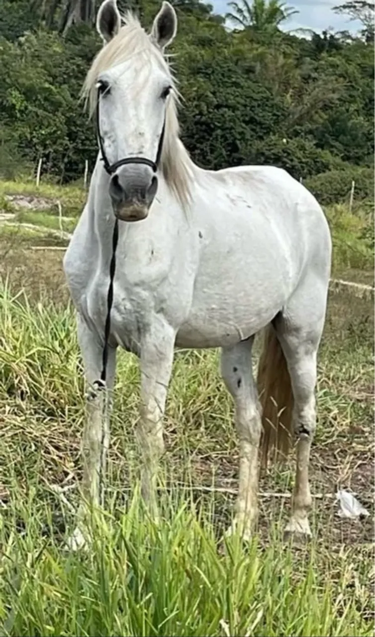 Cavalo Mangalarga branco