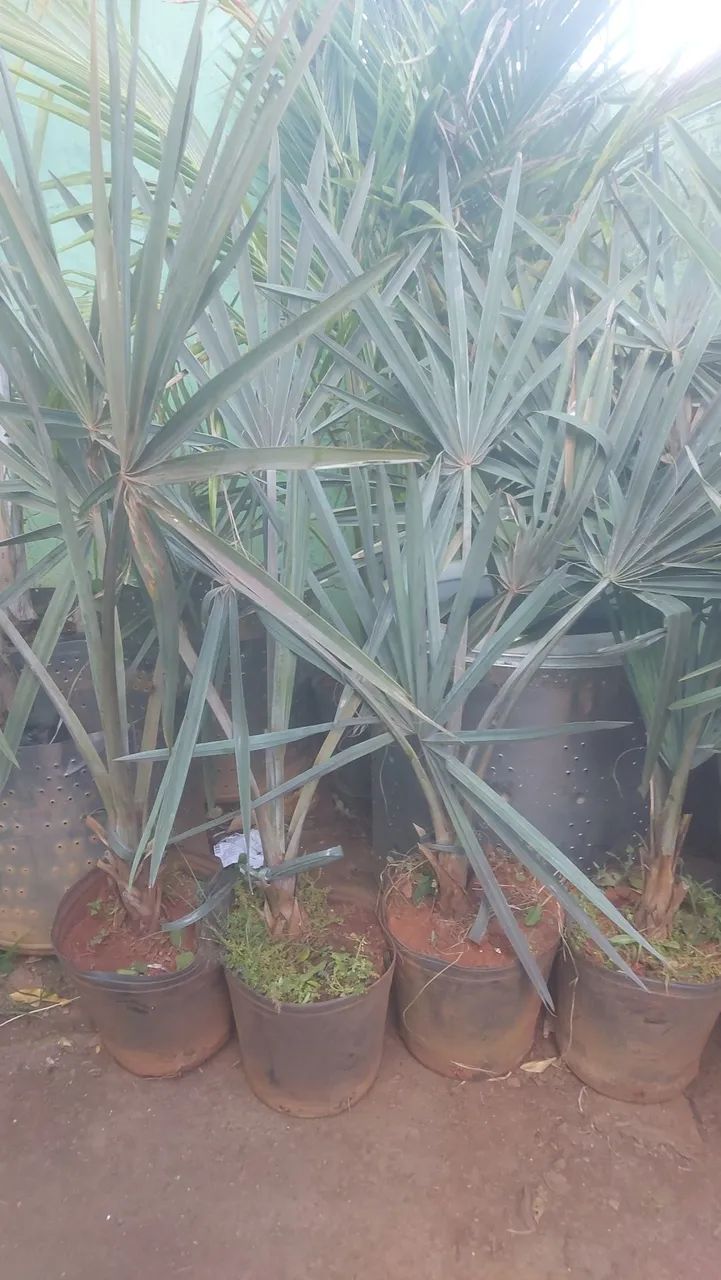 Palmeira carpentaria e bismack ,para Jardim - Mudas - Foto 3