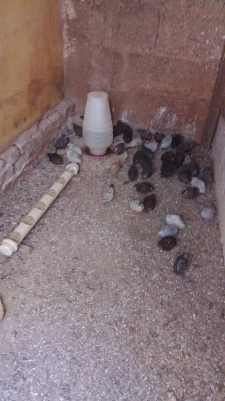 Codornas para venda
