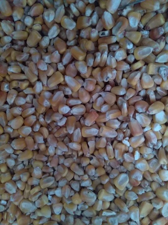 milho com o melhor preço da cidade e região 