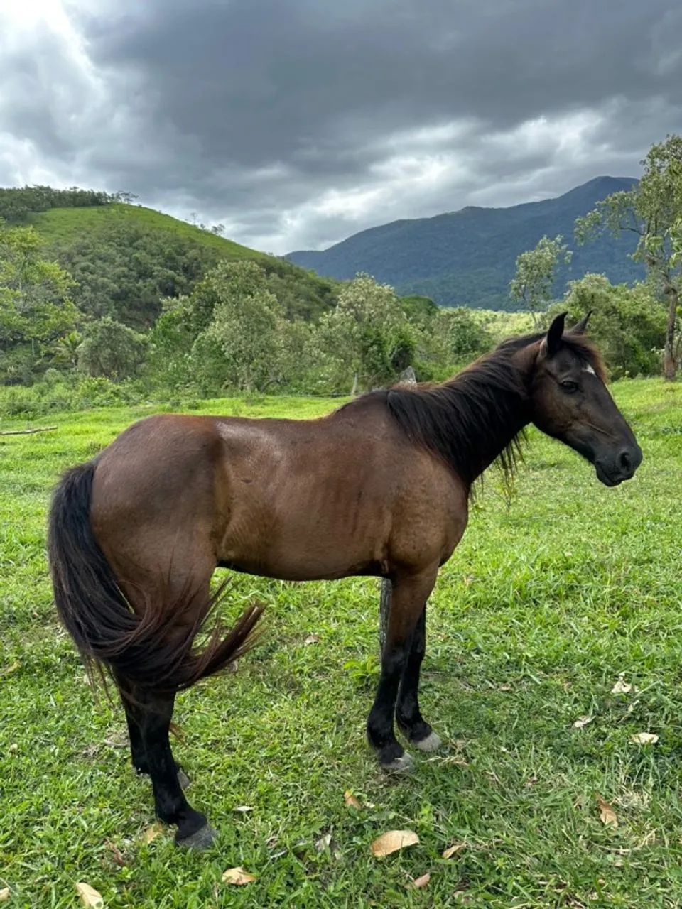Cavalo castrado