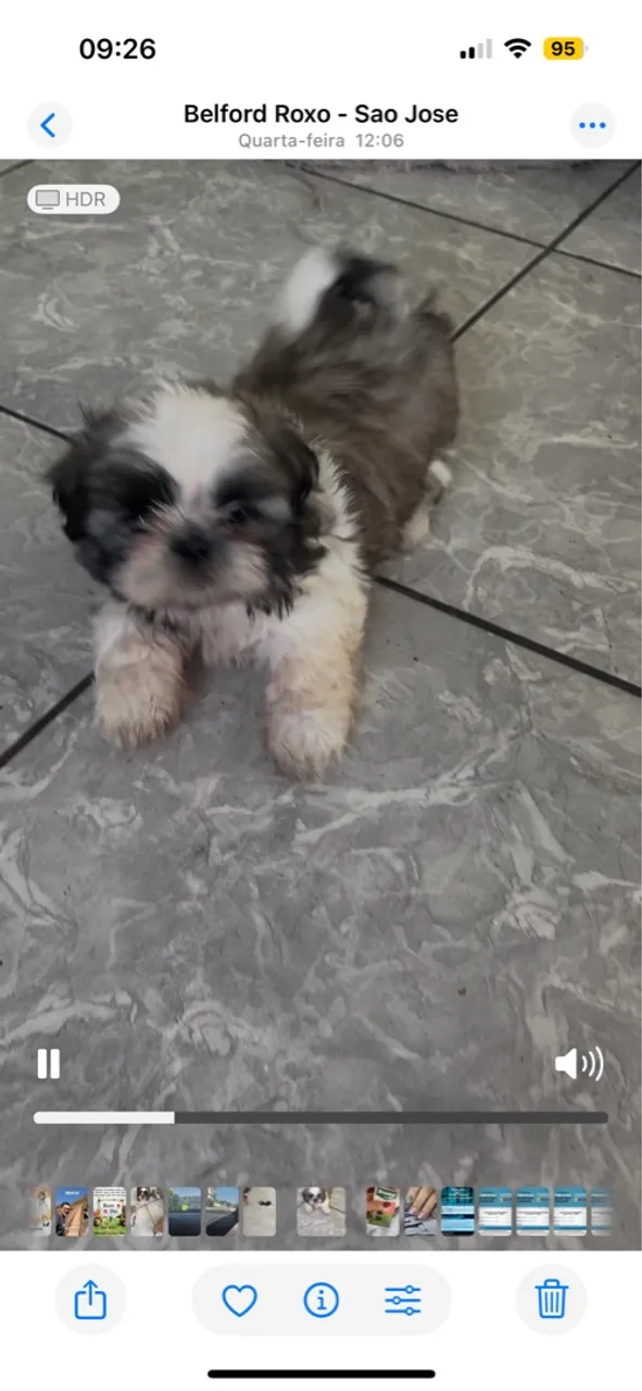 Filhote Shih Tzu - Fofo e Dócil