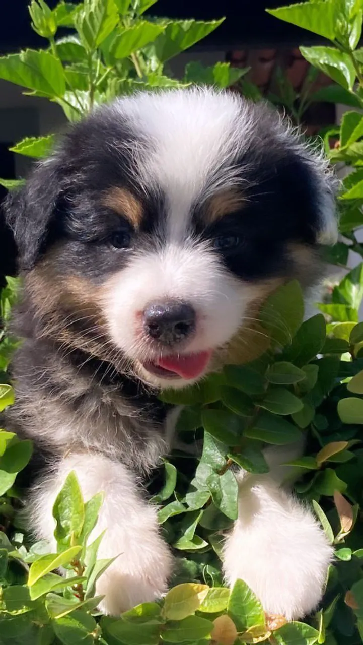 Filhotes de Border Collie com Pedigree 