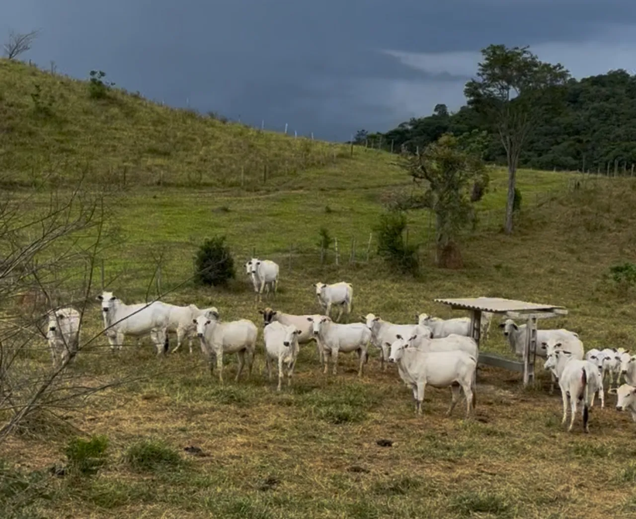 Vacas Nelore