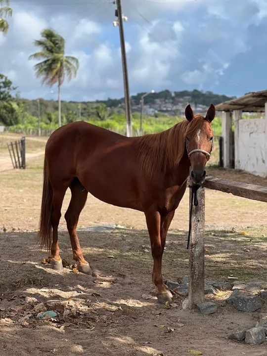 Cavalo Manga larga -  Alazão  - Foto 4