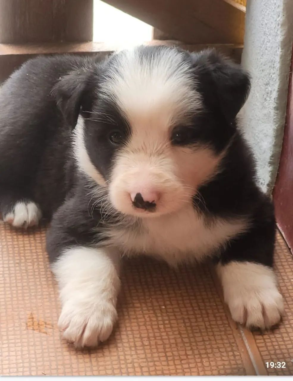 Border Collie filhote fêmea 