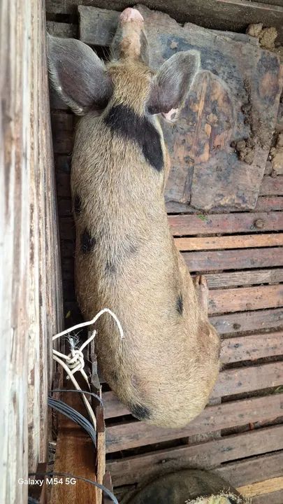 Porquinho para venda - Foto 2