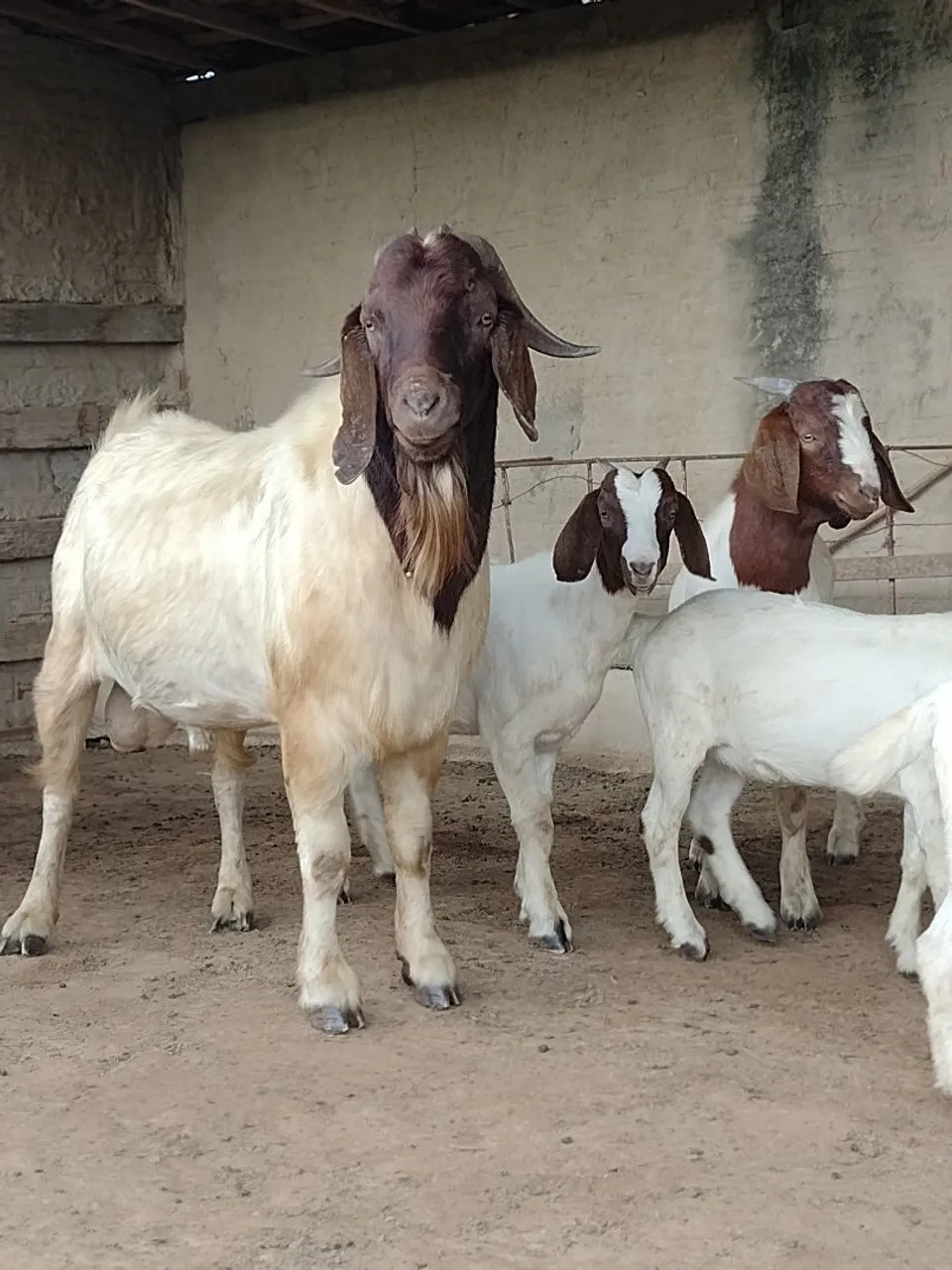 Cabras para Criação - Ótima Linhagem!