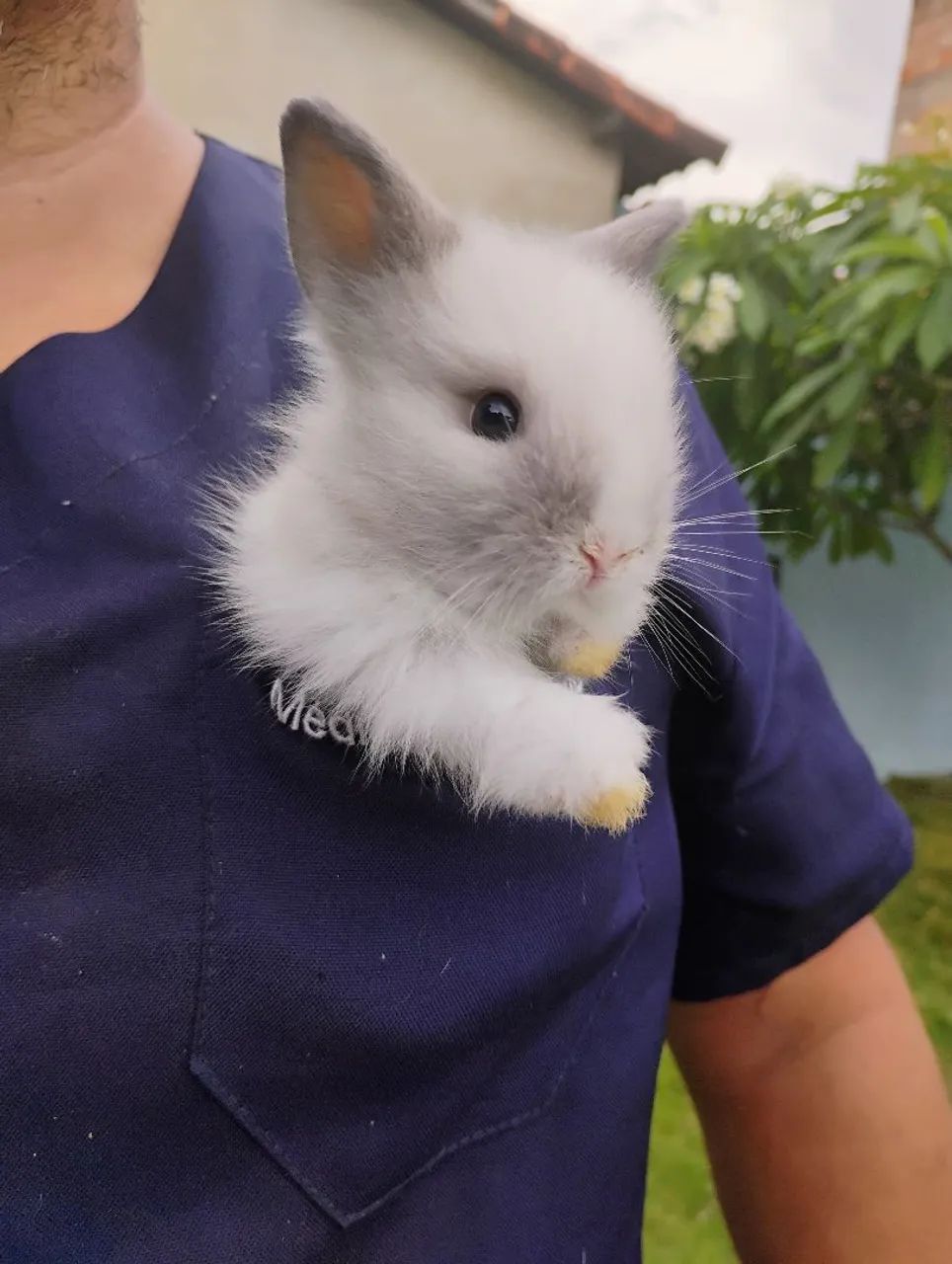 Coelho a venda  - Foto 5