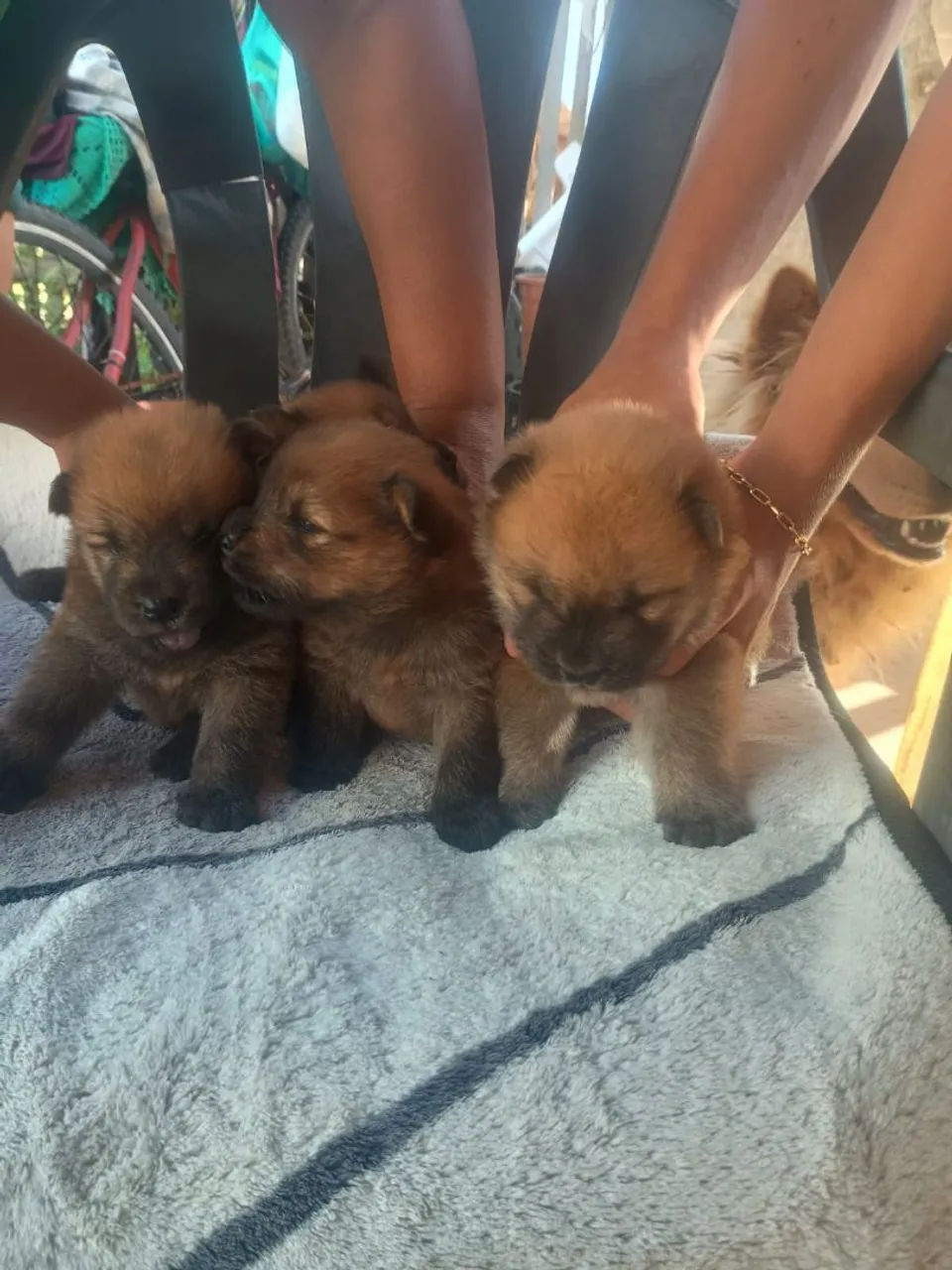 Filhotes de Chow-Chow disponíveis 