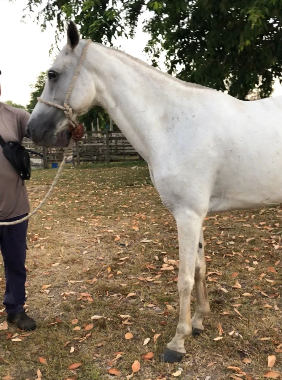 Égua Mangalarga  - Foto 2