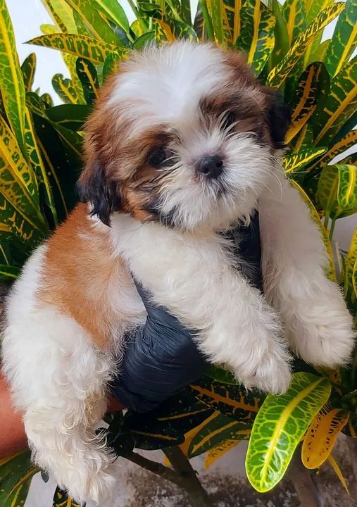 PROMOÇÃO DE FILHOTES DE SHIH-TZU  - Foto 6