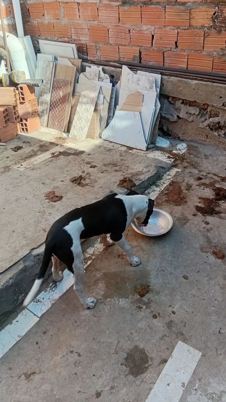Vendas pit bull mansos, com carteira de vacinação em dias ,são 3 1macho 2femea ,2 brancos  - Foto 6