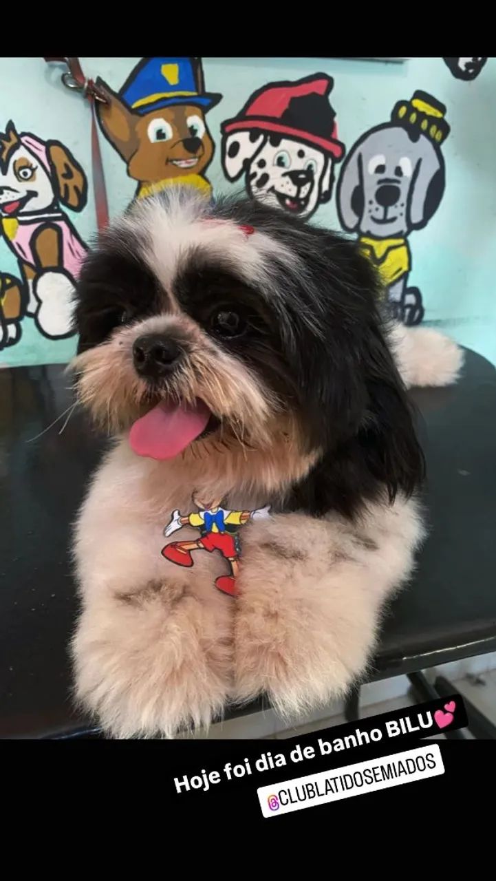 Shitzu macho brincalhão fofinho