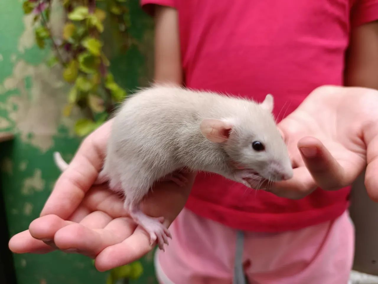 Mercol, Twister, Ratos - Foto 4