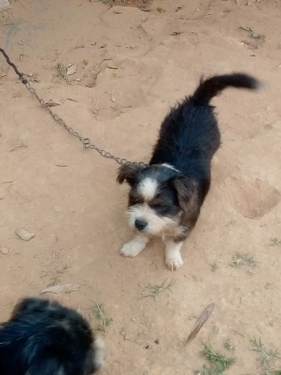vendo cachorra American bully misturado com Shih tzu