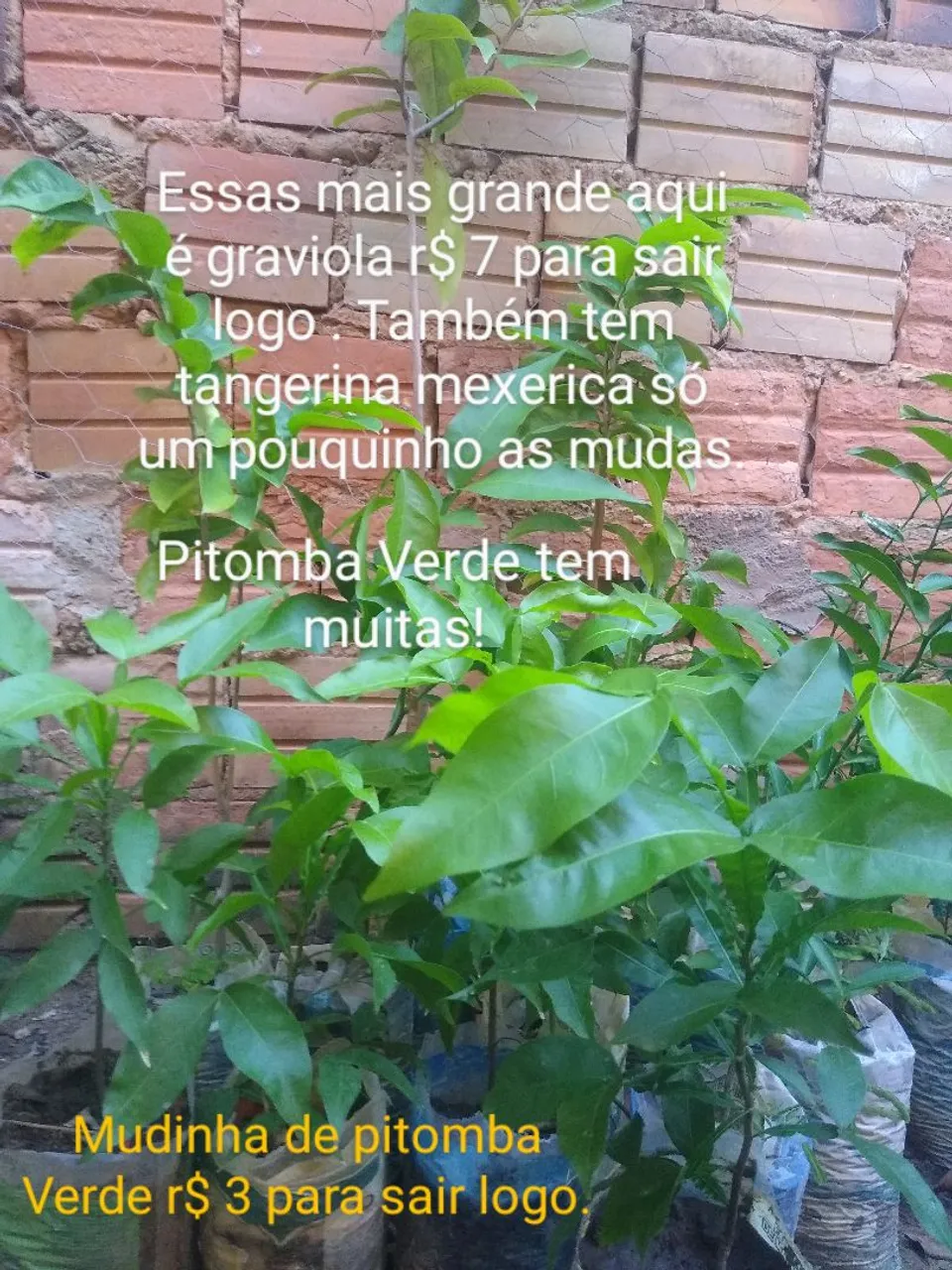 R$3.00 Pitomba Verde Mudas de graviola, tangerina e