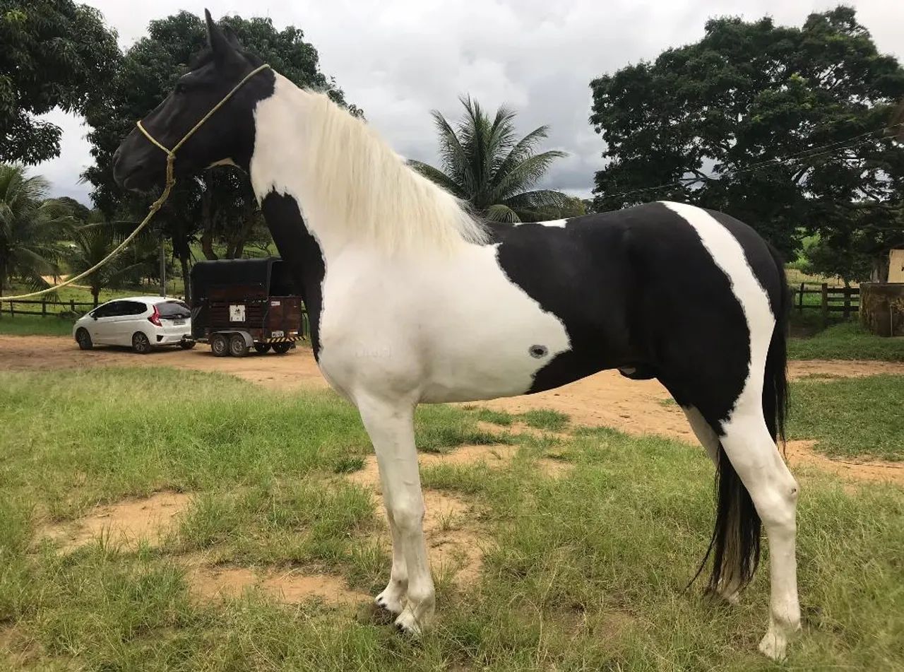 Cobertura / Cruzo de Cavalo / Garanhão Pampa de Preto filho do Ulisses Meaípe!!! - Foto 2