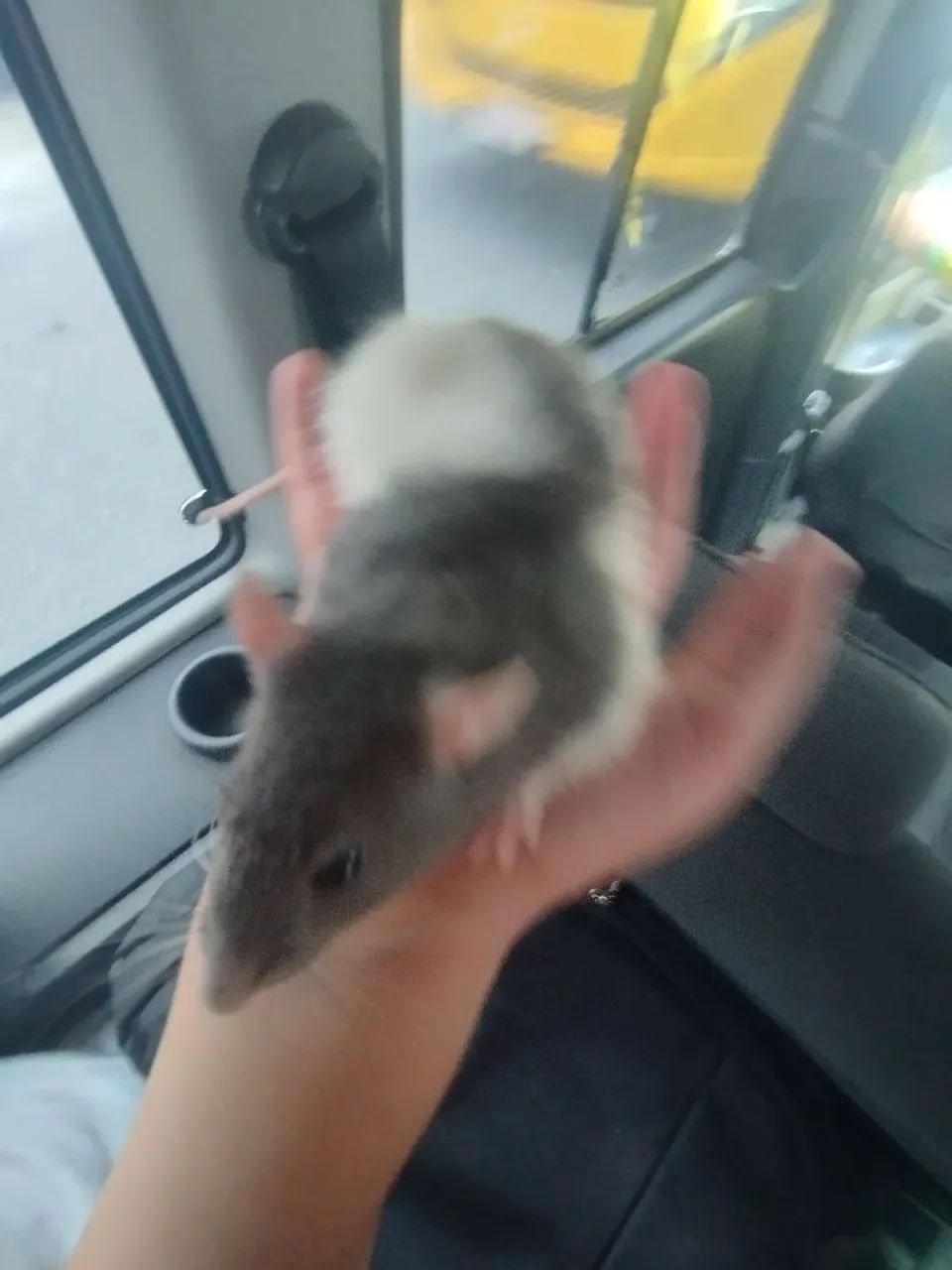 Ratos Twister e camundongos  - Foto 2