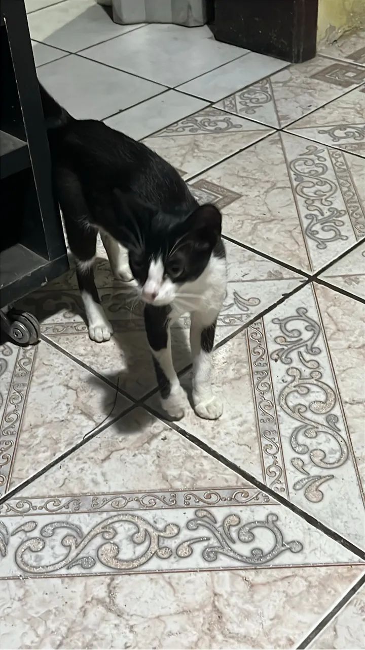 Adoçao gatinha de 4 meses - Foto 2