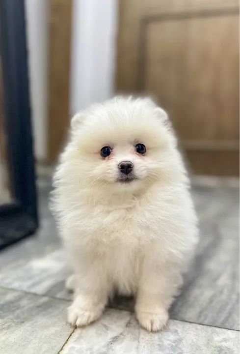 Fêmea de Spitz Alemão - Lulu da Pomerania - Foto 5