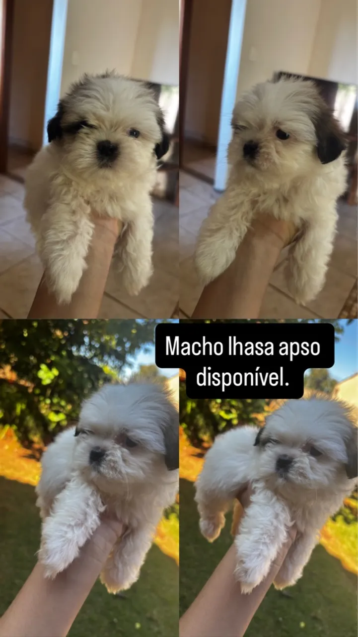 Filhote Macho Lhasa Apso Disponível!