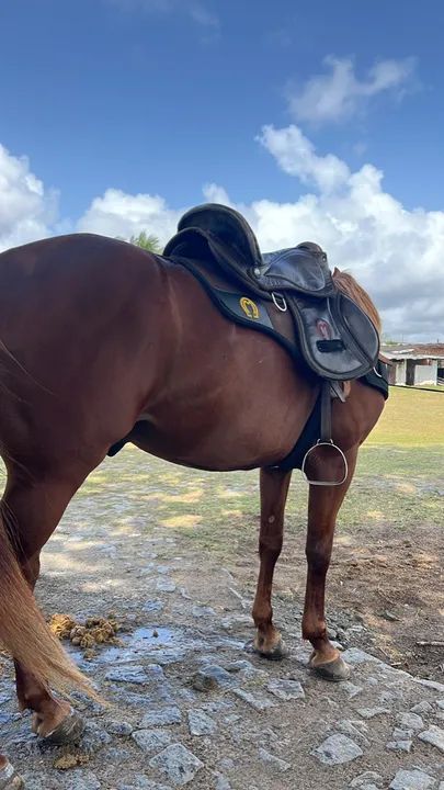 Cavalo Manga larga -  Alazão  - Foto 3