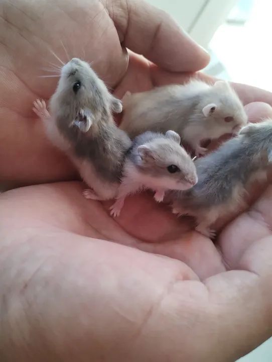 Hamster Anão Russo  - Foto 4