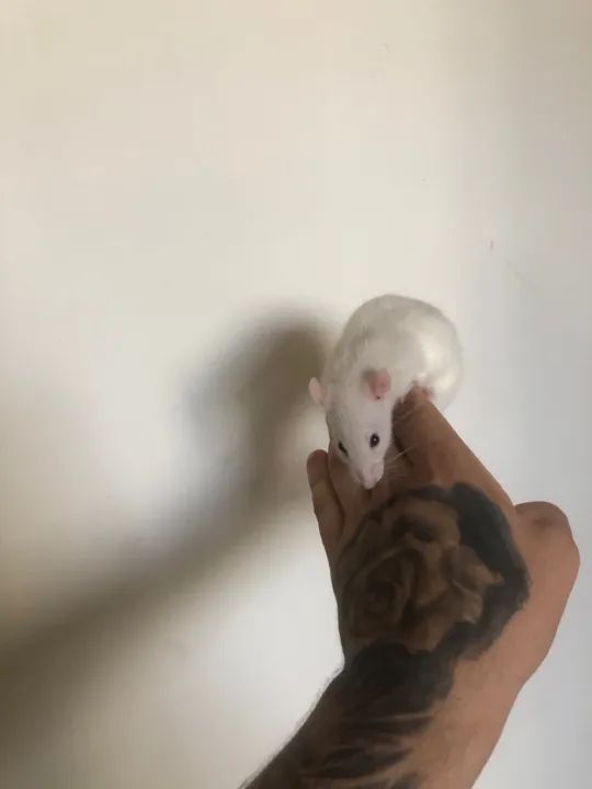 Ratas Twister - Hamster  - Foto 5