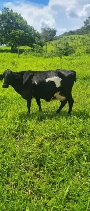 VENDO VACA LEITEIRA - Foto 3