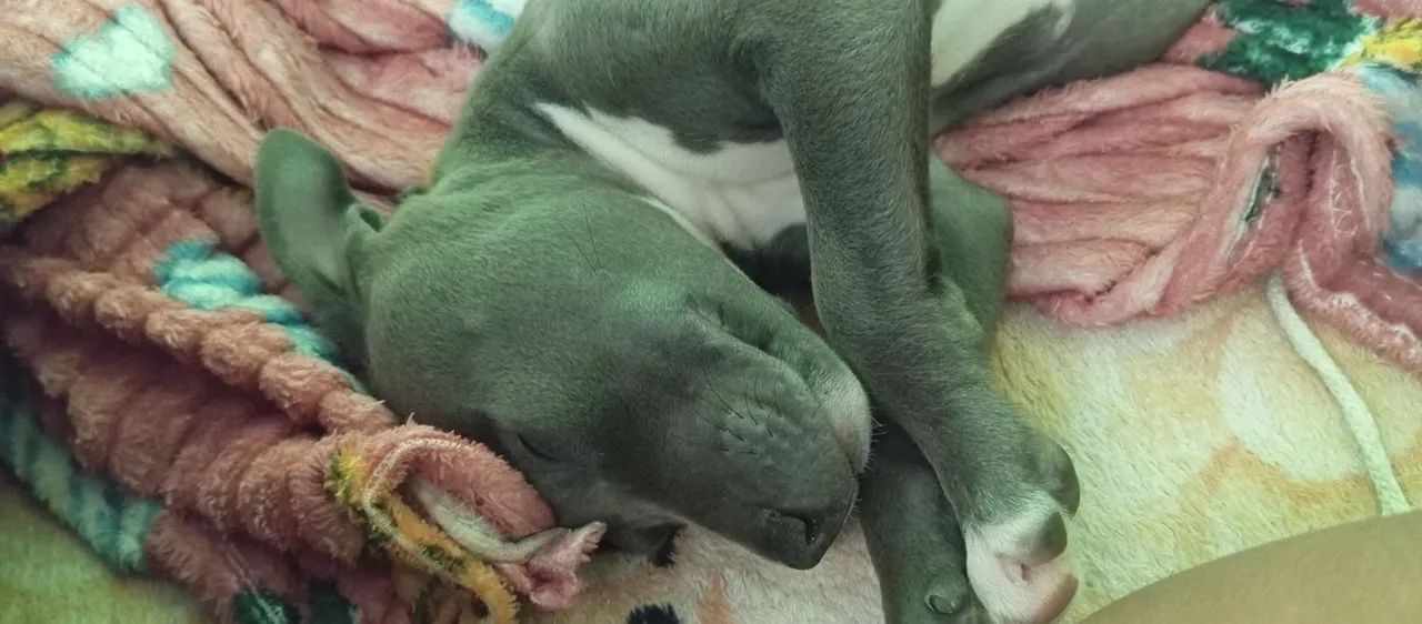 Filhote Pitbull  - Foto 3