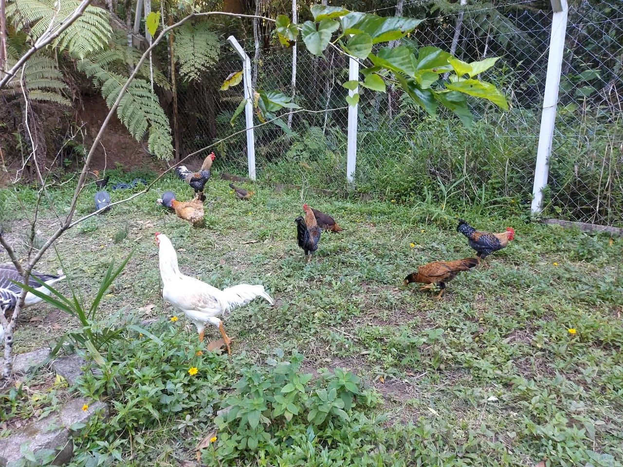 Galo indio jovem  - Foto 4