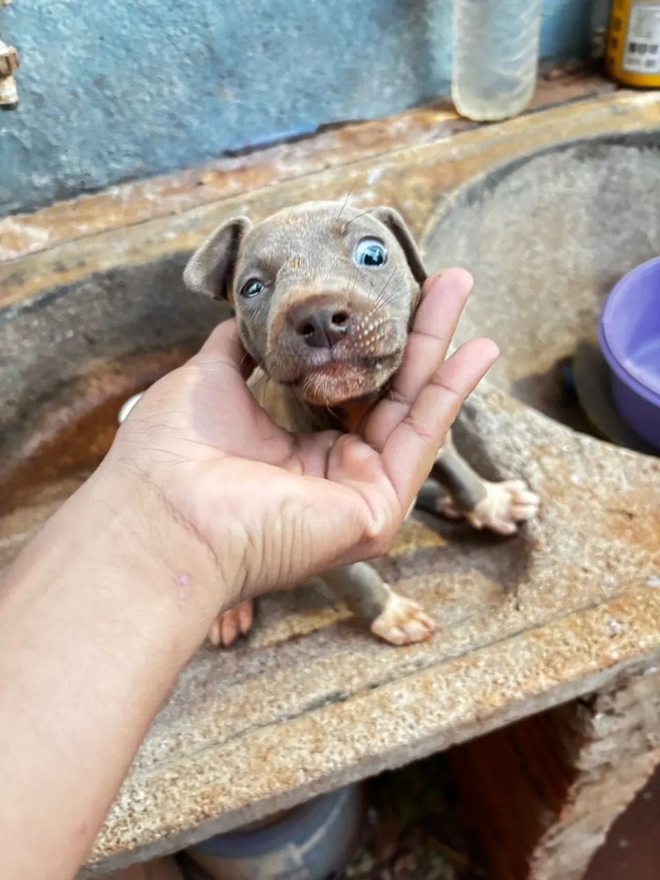 Vendo pitbull  - Foto 3