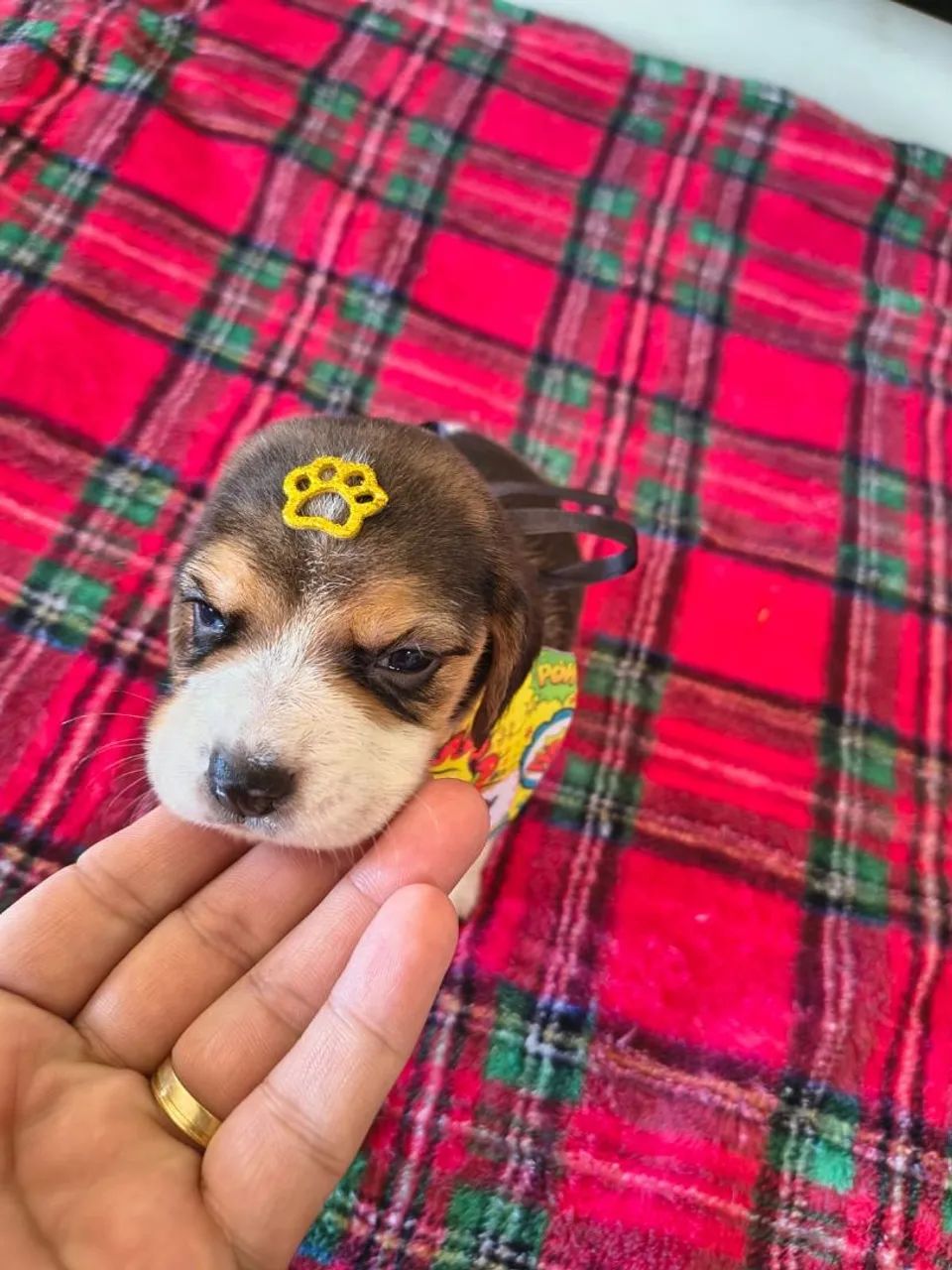 Beagle filhotes  - Foto 4