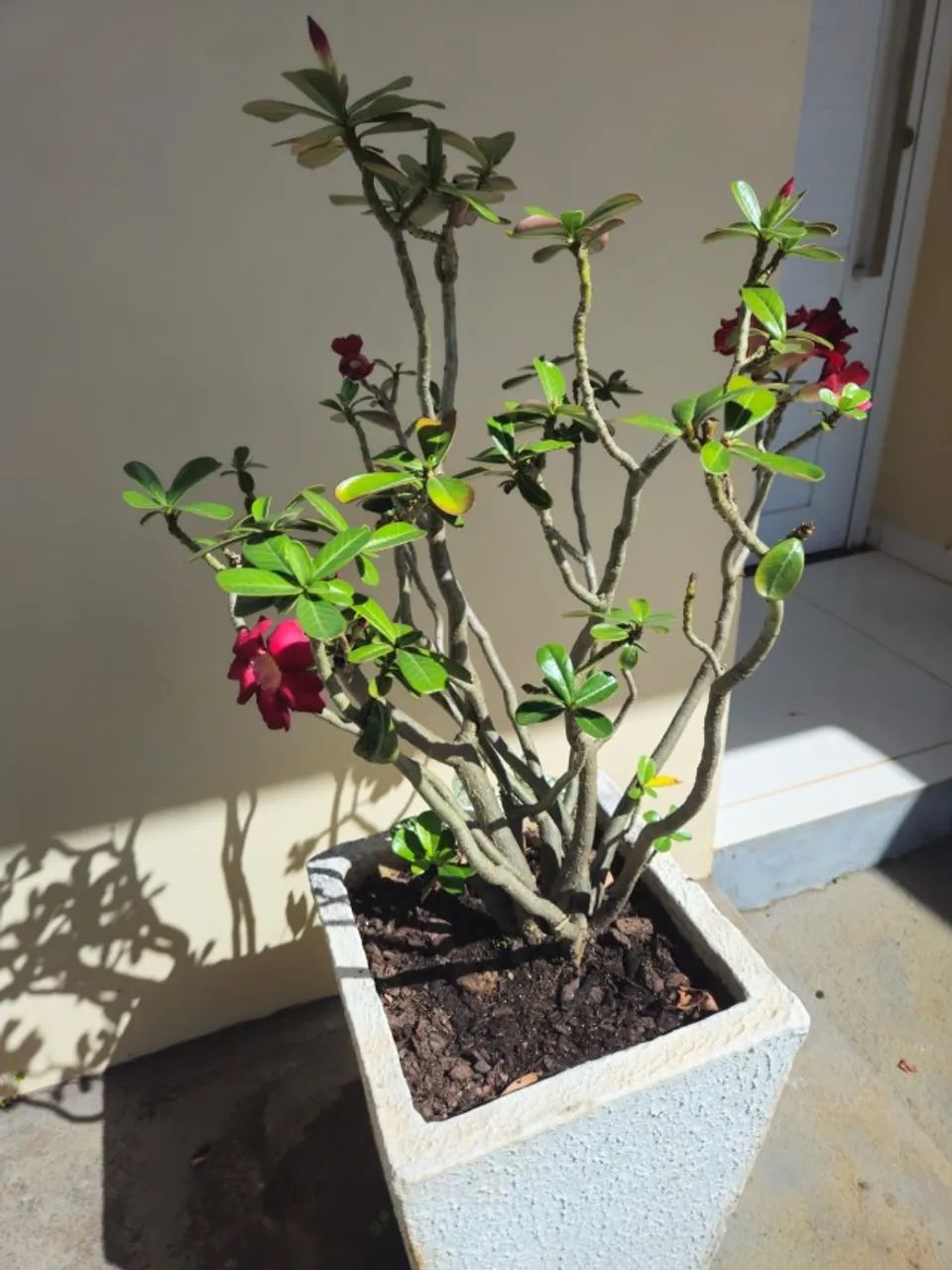 Vaso comprido de rosa do deserto - Foto 2