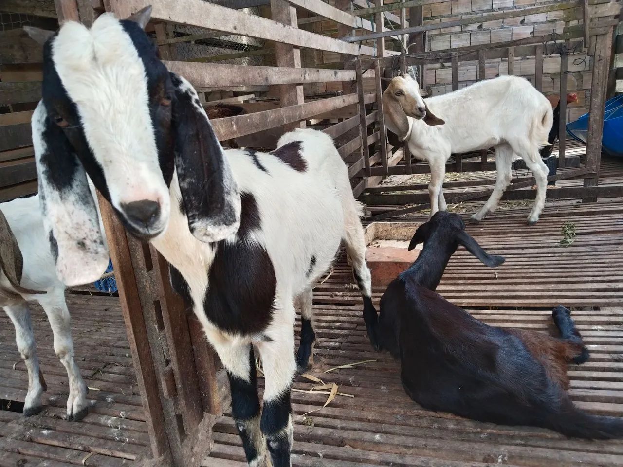 Bodes a venda preço variados! - Foto 4