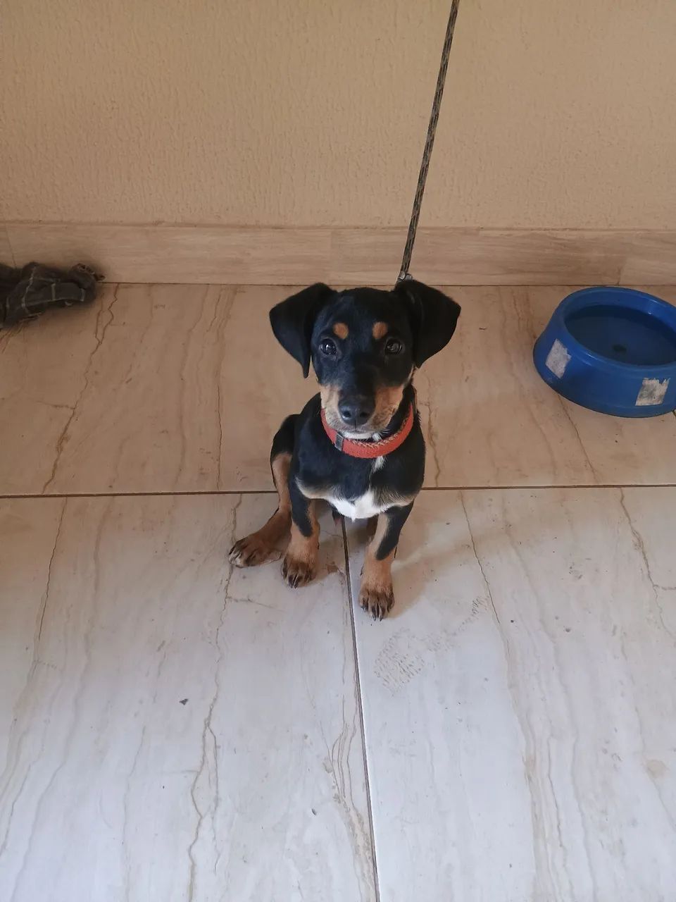 Doação cachorro  - Foto 2