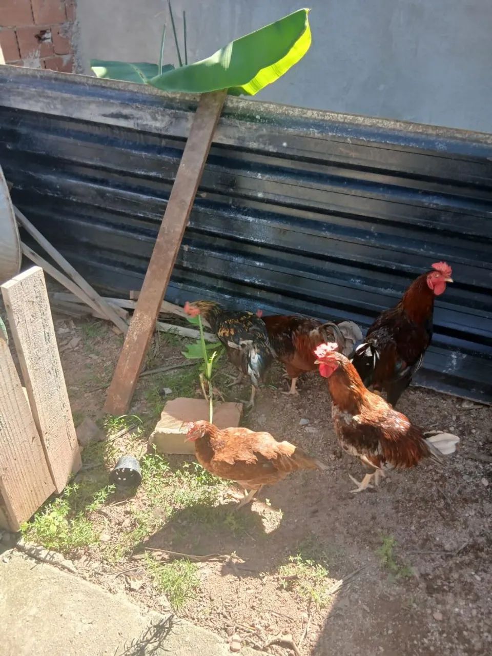 Galos 