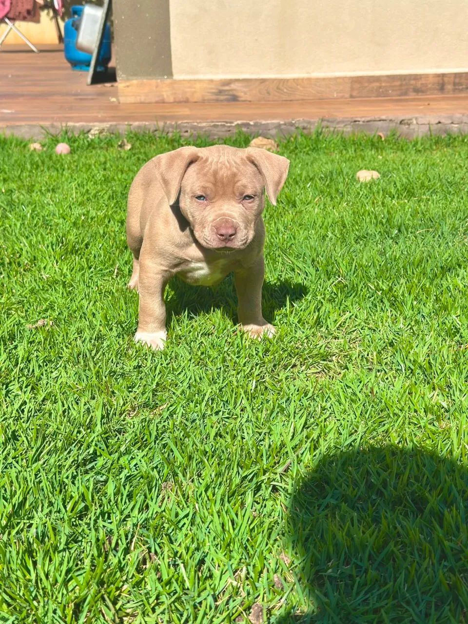 Cães para venda - Foto 4
