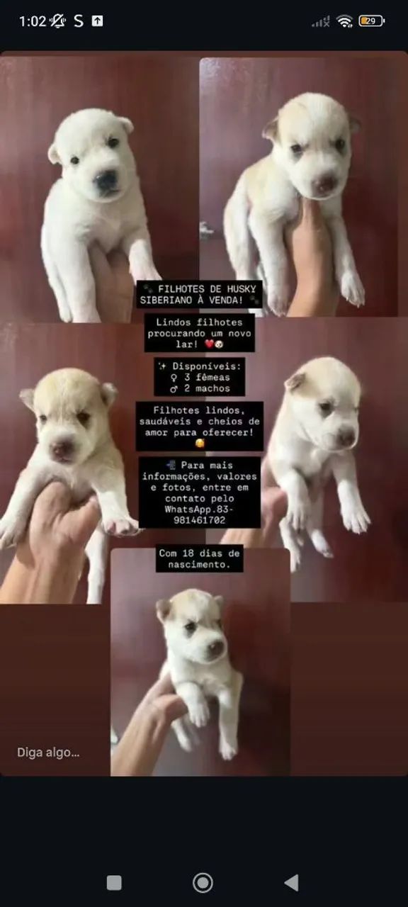 Filhote de cachorro 